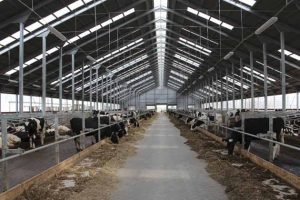 Комплексы для крупного рогатого скота